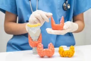 Doctor holding thyroid gland anatomy model in hospital, illustrating hyperthyroidism, overactive thyroid, thyroid lymphoma, and endocrine health.